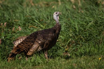 Wild Turkey