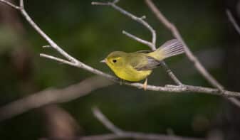 Wilson's Warbler
