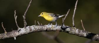 Yellow-throated Vireo