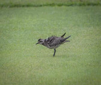 American Golden Plover