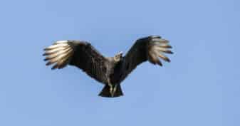 American Black Vulture