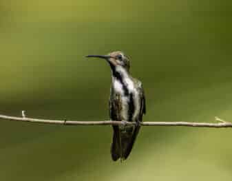 Black-throated Mango