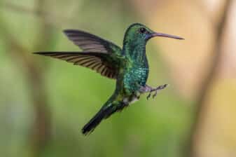 Blue-chinned Sapphire