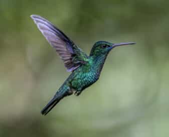 Blue-chinned Sapphire