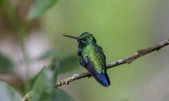 Blue-chinned Sapphire