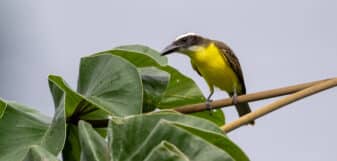 Boat-billed Flycatcher
