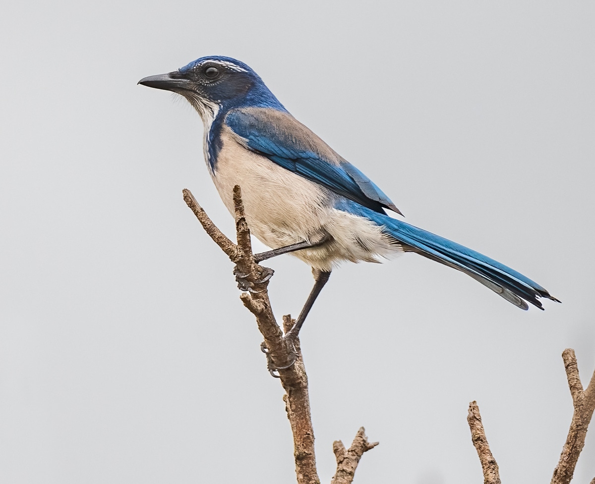 The Generosity of Birds