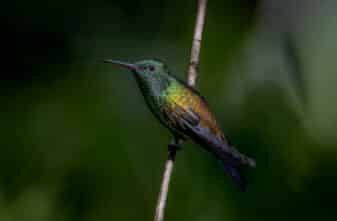 Copper-rumped Hummingbird