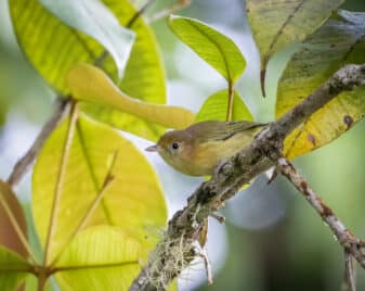 Golden-fronted Greenlet