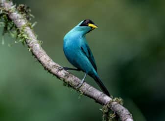 Green Honeycreeper