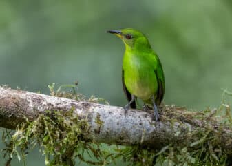 Green Honeycreeper