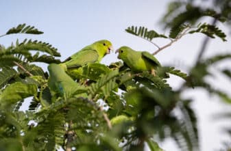 Green-rumped Parrotlet