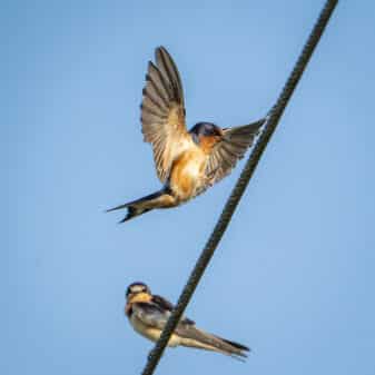 Barn Swallow