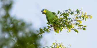 Orange-winged Amazon