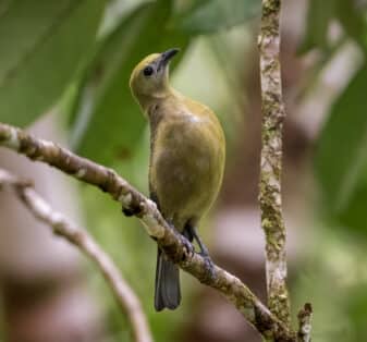 Palm Tanager