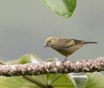 Palm Tanager