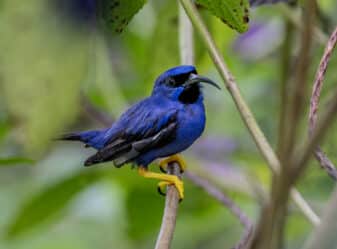 Purple Honeycreeper