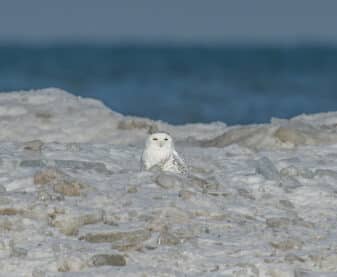 Snowy Owl