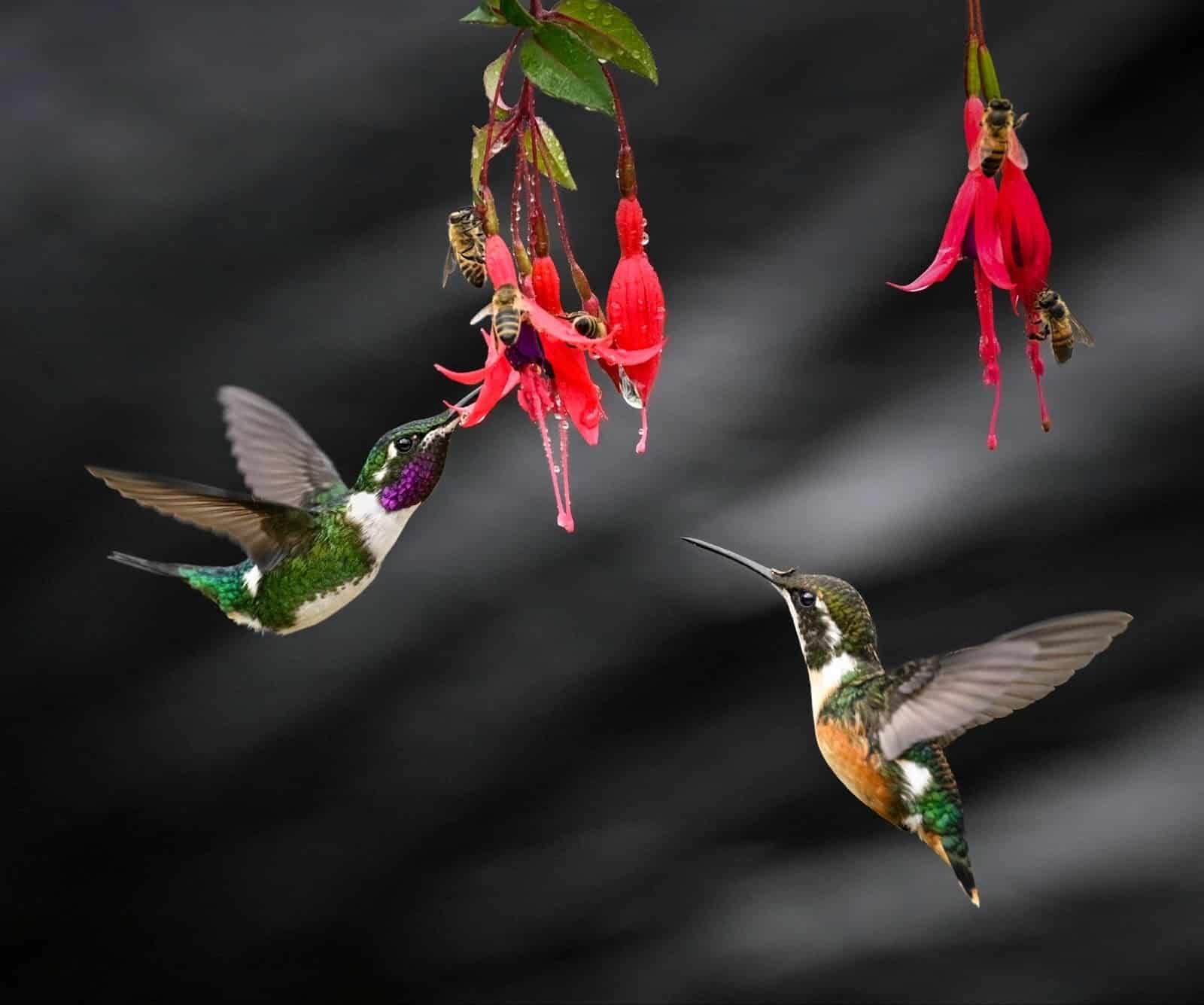 How ABC’s Conservation Work Protects the Birds of the Tropical Andes