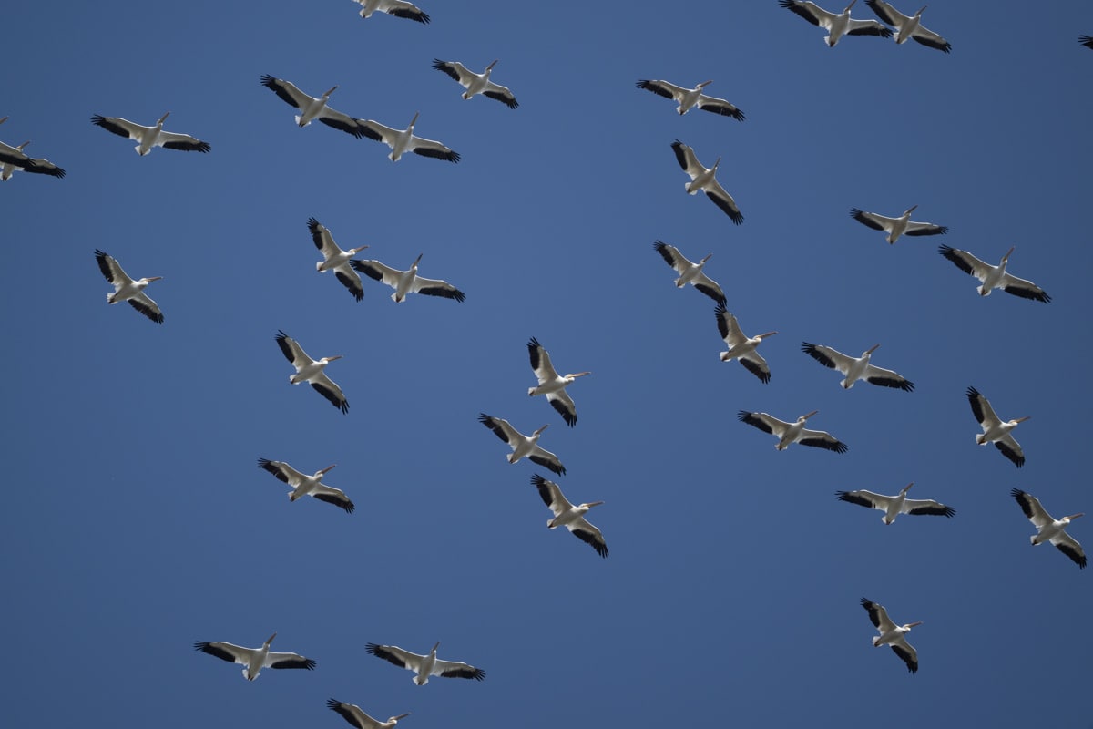 Birds of the Illinois River Valley