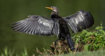 Anhinga
