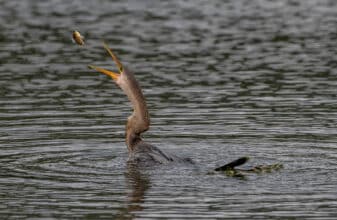 Anhinga