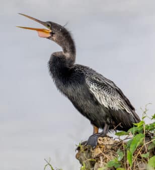 Anhinga