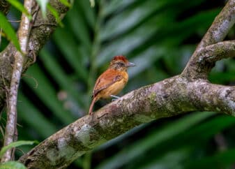 Barred Antshrike