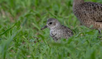 Black-bellied Plover