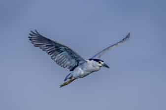 Black-crowned Night Heron