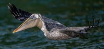 Brown Pelican