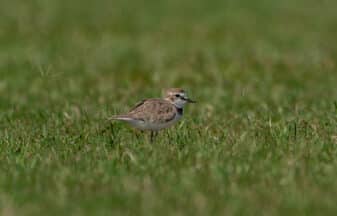 Collared Plover