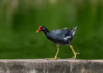 Common Gallinule