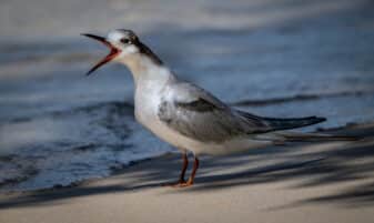 Common Tern