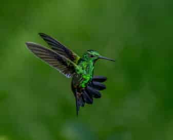 Copper-rumped Hummingbird