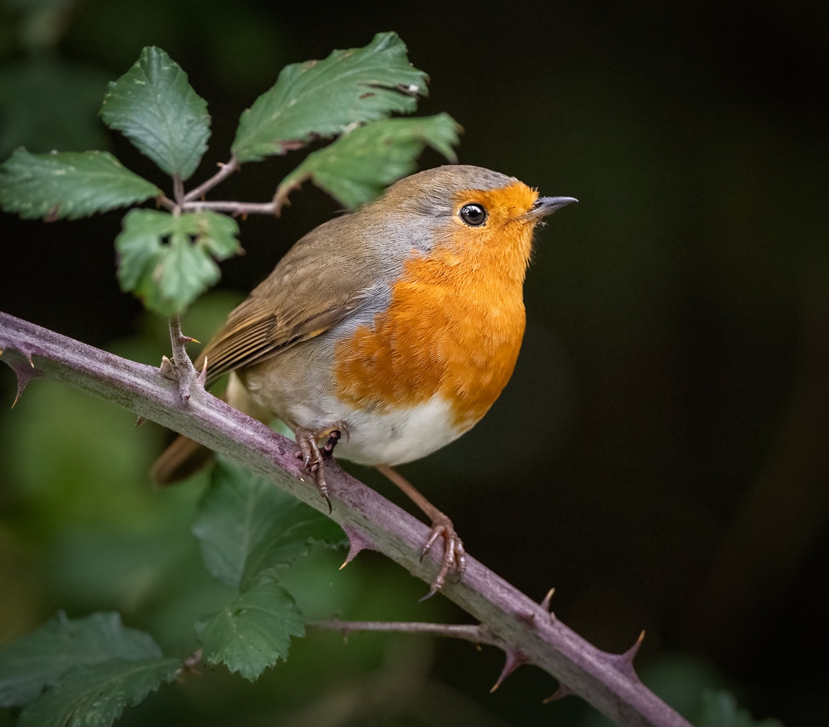 An Alternative Christmas Bird?