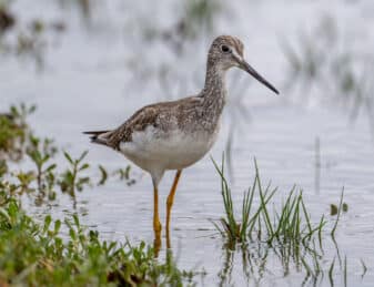 Greater Yellowlegs
