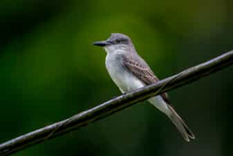Grey Kingbird
