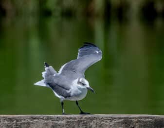 Laughing Gull