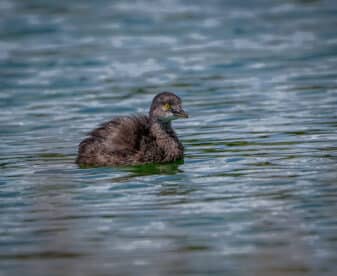 Least Grebe