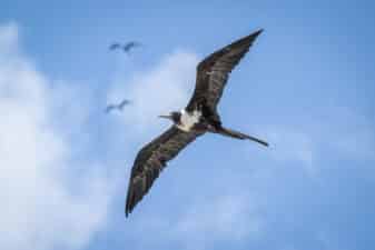 Magnificent Frigatebird