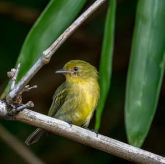 Ochre-lored Flatbill