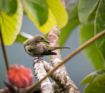 Palm Tanager