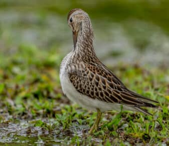 Pectoral Sandpiper