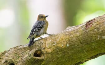 Red-crowned Woodpecker