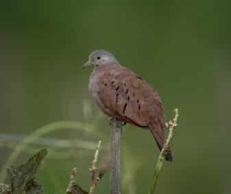 Ruddy Ground Dove