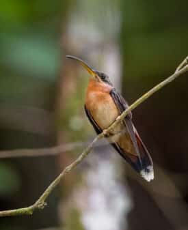 Rufous-breasted Hermit