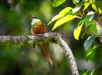Rufous-tailed Jacamar
