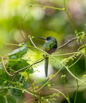 Rufous-tailed Jacamar