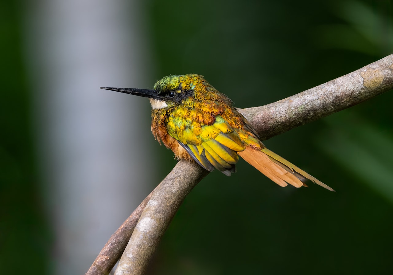 Rufous-tailed Jacamar